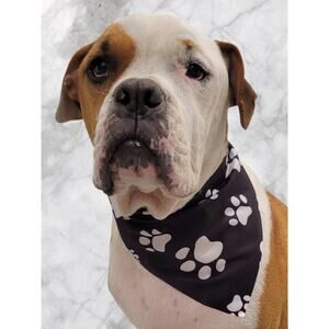 Black Pet Bandana White Paw Print